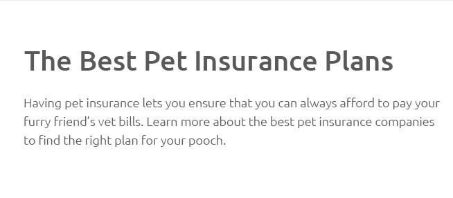 lifetime-pet-insurance-cat-apr-2025